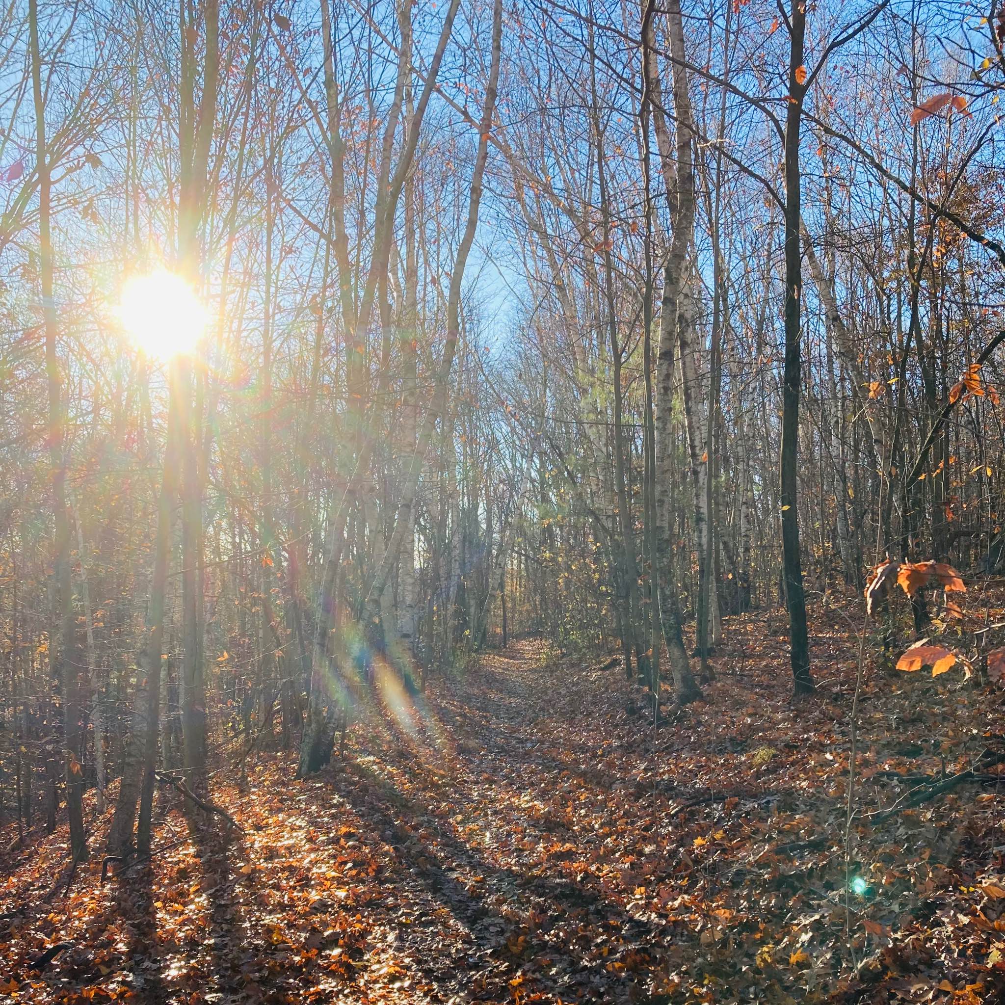 Sunrise over a leaf-strewn path through the forest